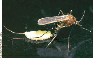 Culex pipiens laying eggs from http://peabody.yale.edu/exhibits/bloodsuckers/treatment