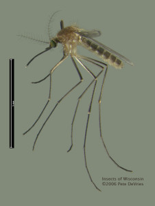 Culex pipiens, from: http://commons.wikimedia.org/wiki/File:Culex_pipiens_Pete_DeVries.jpg