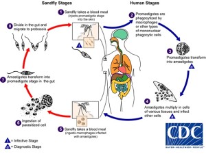 Leishmanai life cycle