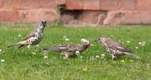Mistle Thrush