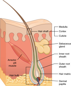 A hair follicle. Source: Wikki commons