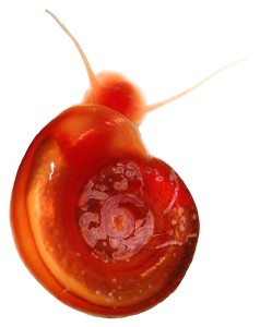 Schistosome host snail Biomphalaria glabrata Photo Credit: commons.wikimedia.org/w/index.php?curid=7278526