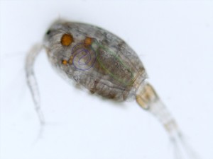 Schistocephalus solidus (green) and the threadworm Camallanus lacustris (blue) in a copepod. Credit: Credit: MPI f. Evolutionary Biology/ N. Hafer from http://phys.org/news/2016-02-mutual-sabotage-parasites.html