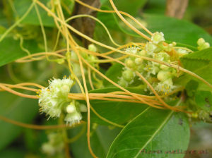 Giant dodder, Cuscuta reflexa. Source http://www.naturalmedicinefacts.info/plant/cuscuta-reflexa.html