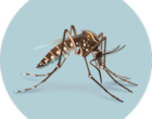 zika