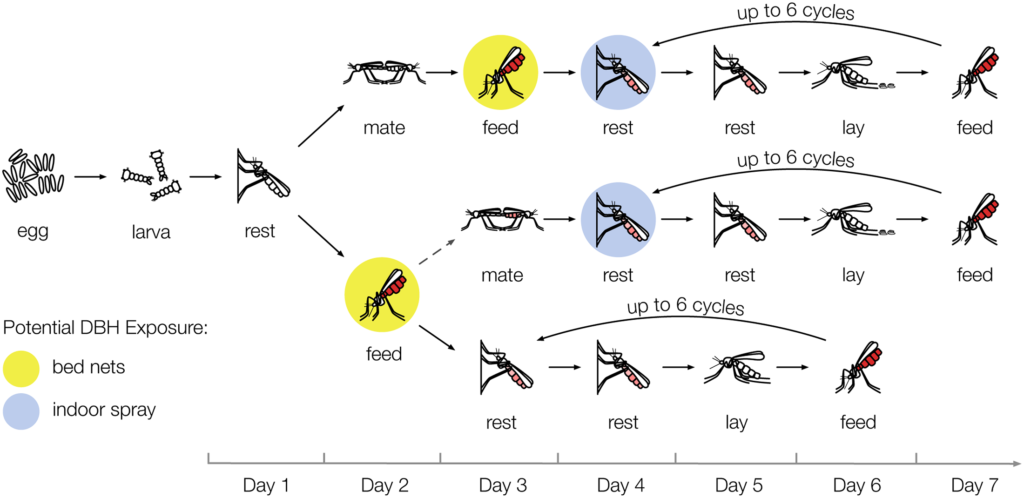 Schematic of the life cycle model. Fom http://journals.plos.org/plospathogens/article?id=10.1371/journal.ppat.1006060
