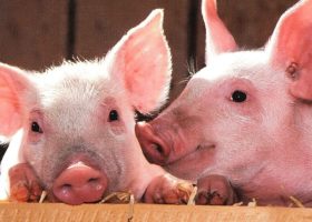 pigs