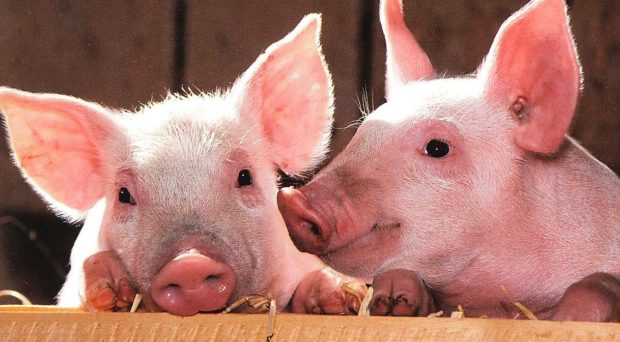 pigs