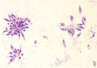 promastigotes