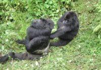 silver_back_gorillas