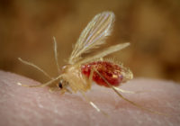 Original Title: Sandfly_18-08.jpg