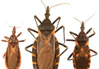 Three_species_of_kissing_bugs