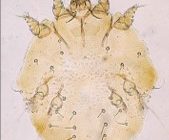 Sarcoptes scabei skin mite