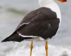 seagull