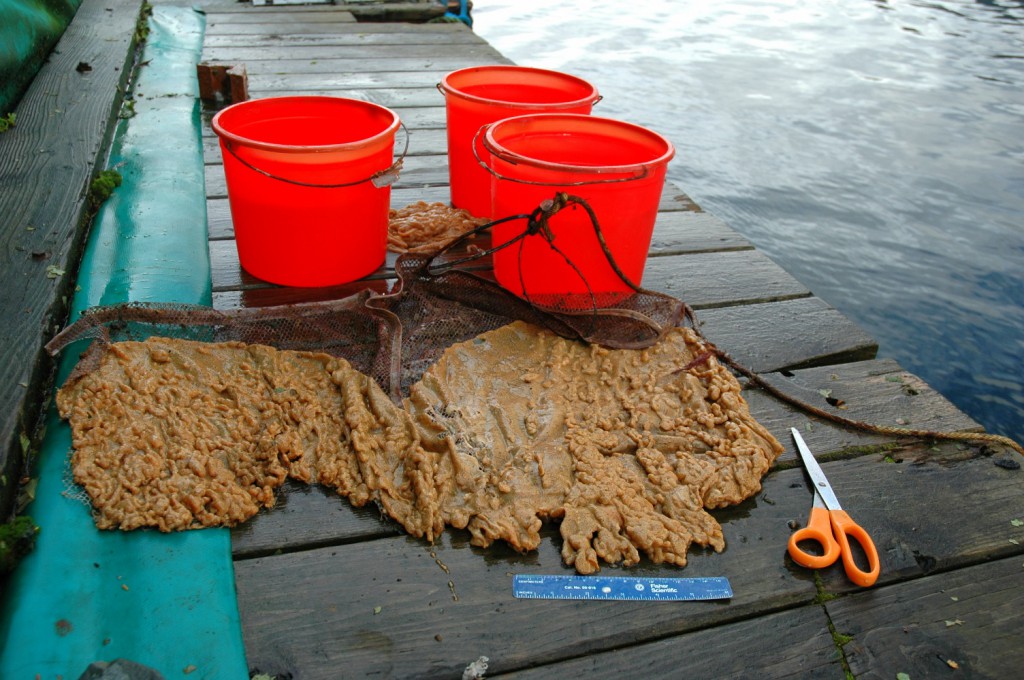 Researchers prepare samples of Rock Vomit for use in immersion experiments that test possible methods of control. Photo by Kimberly Holzer (SERC)