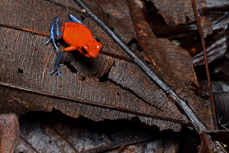 Strawberry dart frog