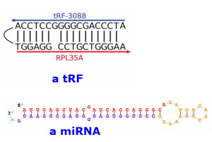 mirna trf