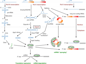 How tRFs fit into the wider cannon of silencing RNAs