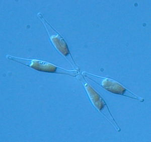 P. tricornutum