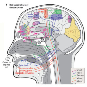 Retronasal olfactory flavour system.