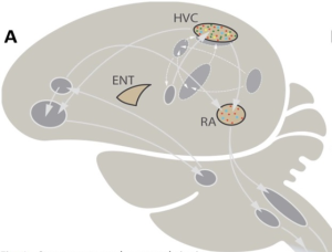 Schematic of the song control system of songbirds, HVC and RA are essential nuclei of the descending motor pathway of the song system that controls song production. Green dots: estrogen receptor. Red dots: androgen receptor.