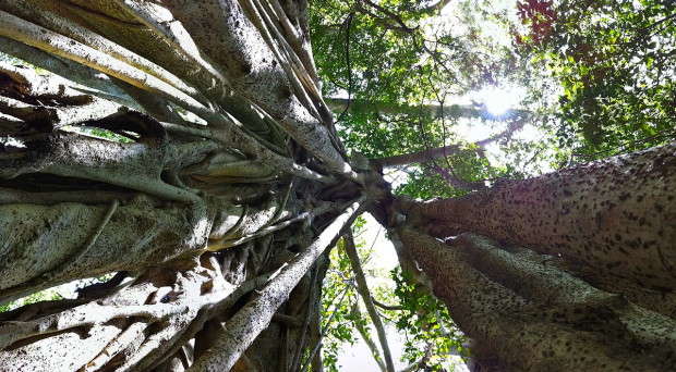 strangler fig