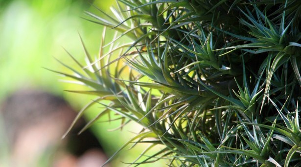 plant