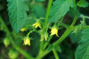 tomato-flowers