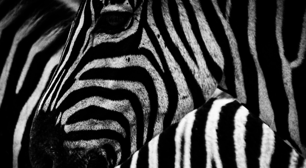 zebra