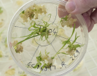 How is CRISPR/Cas9 used to genetically modify plants?