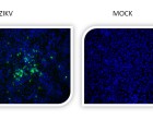 Mosquito cells infected with ZIKV isolated from patient sera in the Virology Lab of Carlos Chagas Institute/Fiocruz PR and non-infected cells as negative controls