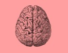 Brain lobes (edited colour)_Wikimedia