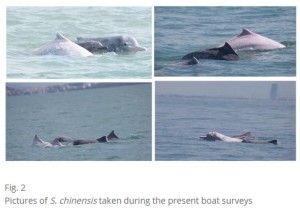 Indo-Pacific humpback dolphin