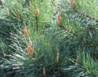 800px-Pinus_sylvestris_Watereri_01 credit Agnieszka Kwieceri