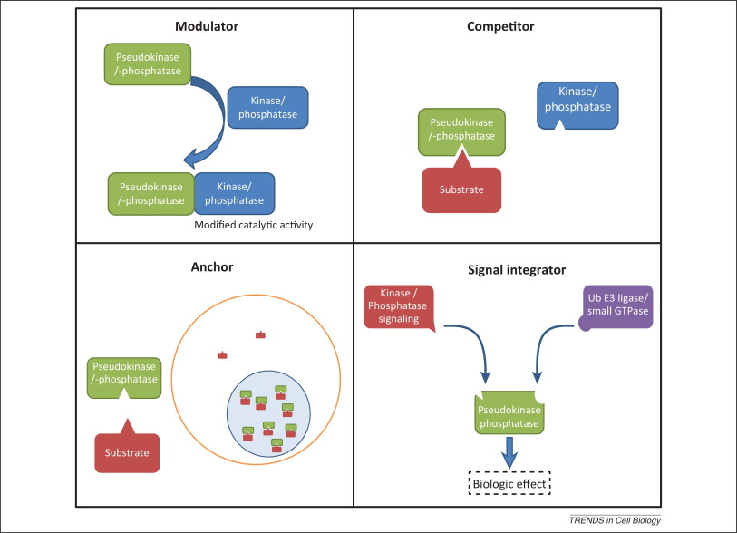 Pseudoenzyme functions