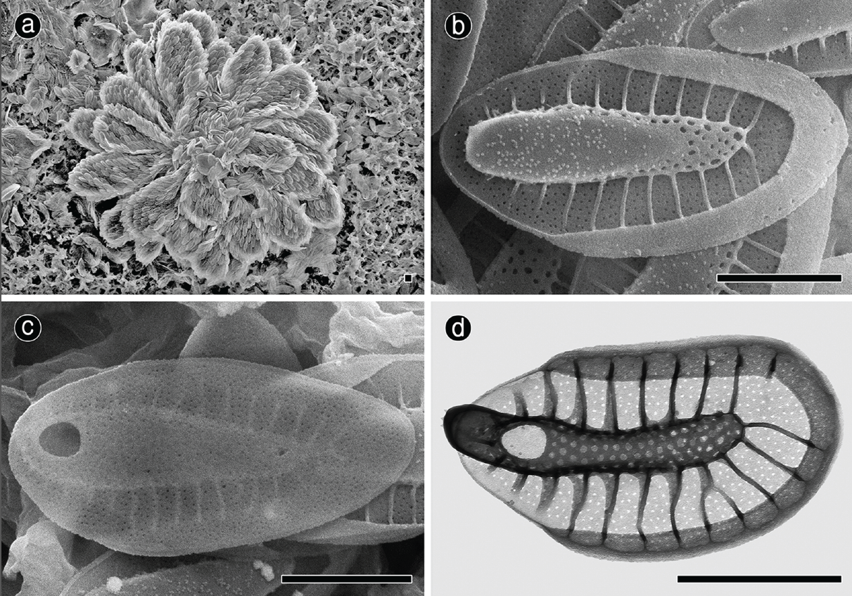 fig-3