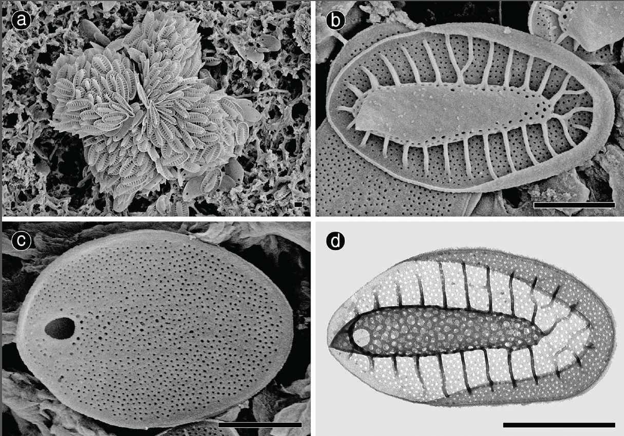 fig1