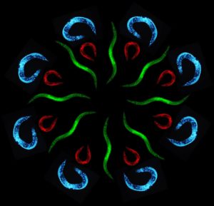 c-elegans