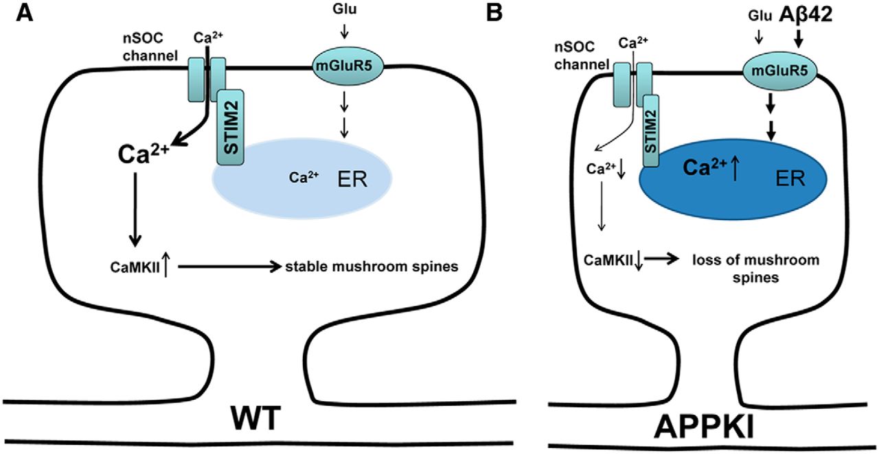 A schematic showing the maintenance of mushroom hippocampal spines in a wild-type neuron (A), and how in an APP-Knock-in neuron, accumulation of extracellular Aβ42 leads to constituent mGLUR5 activation, and ultimately results in mushroom spine loss (B). Republished with permission of The Journal of Neuroscience, from Neuronal Store-Operated Calcium Entry and Mushroom Spine Loss in Amyloid Precursor Protein Knock-In Mouse Model of Alzheimer's Disease", Zhang et al., 35 (39), 2015; permission conveyed through Copyright Clearance Center, Inc.