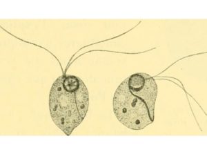 Trepomonas