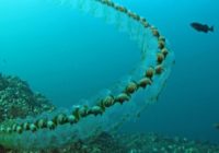 Salp Credit Oregon Department of Fisheries, Flickr