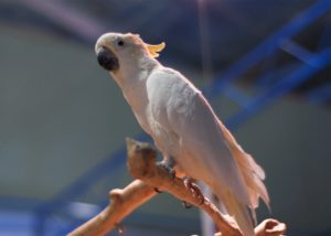 Like other forms of crime, wildlife crime tends to concentrate: a small number of export countries and entry points account for a disproportionate amount of wildlife contraband