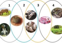 African Swine Fever Wild Boar Epidemiology Cycle