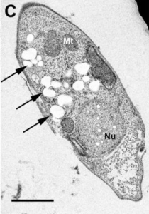 Hempel et. al (2011)