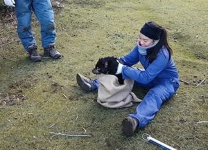 Tasmanian devil being released after health check.