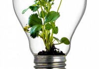 light bulb