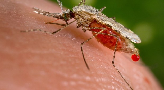 Anopheles_stephensi