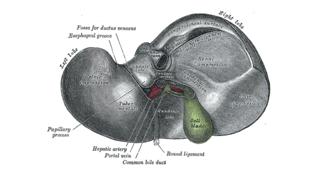 liver