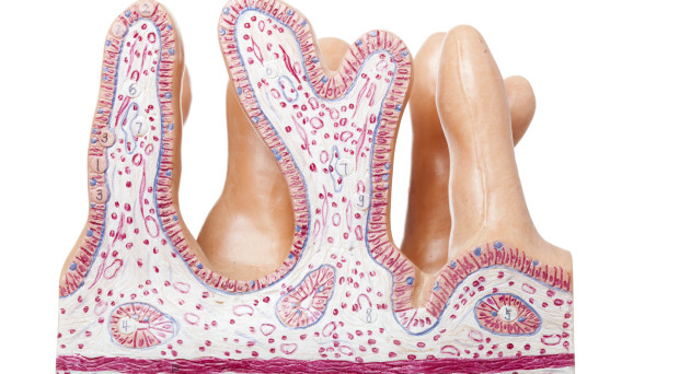 Human jejunum
