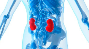 kidney-crop-620x342